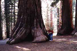 Really HUGE Trees
