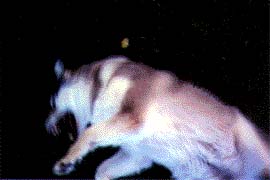 Alaskan Malamute doing Ferocious Wolf Imitation