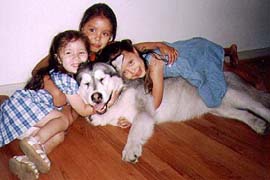 Dog Being Mobbed