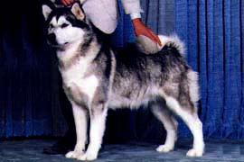 Female Alaskan Malamute