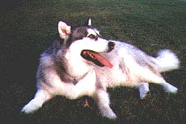 ALASKAN MALAMUTE on Grass