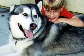 Boy with Alaskan Malamute